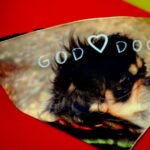 ΜΠΑΝΤΑΝΑ ΣΚΥΛΟΥ